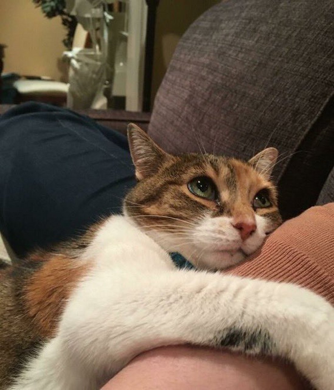 猫咪#  渴望的眼神,心里在想什么呢[吃鲸]