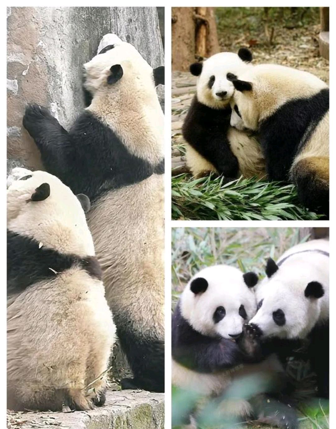 花叶永相随的大熊猫"花花"和"和叶"