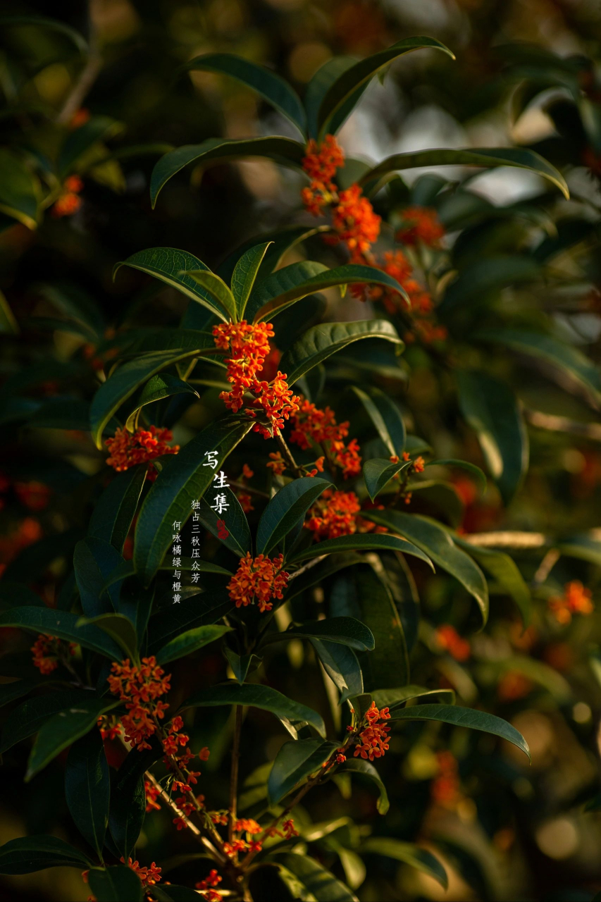 十月桂花集#秋天# #美景