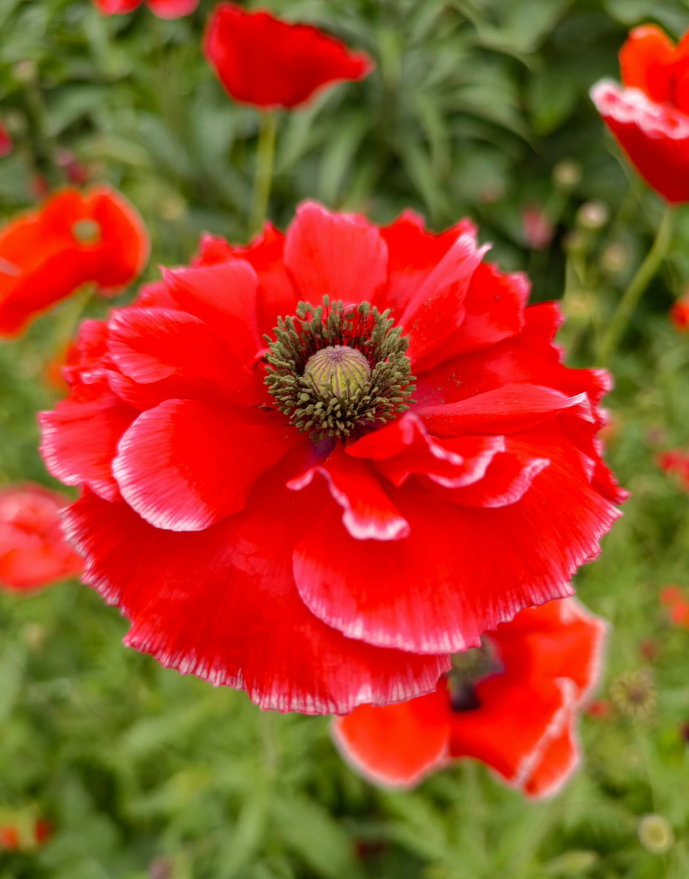 虞美人的花语  虞美人花是一种美丽的花卉, 传说中它是由美女虞姬化成