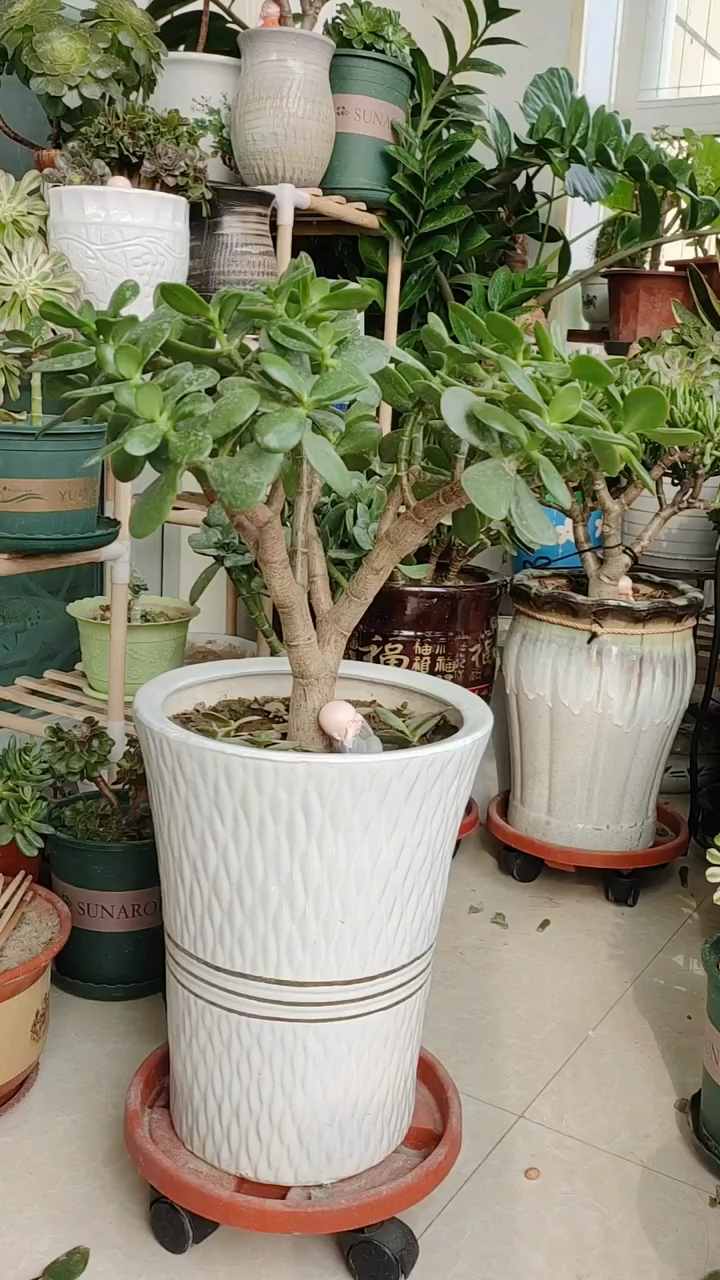 玉树修剪造个型