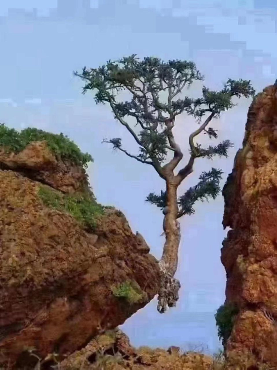 很励志的一棵树 你要60自我69放弃,谁也救不了你 你要成长,绝处也