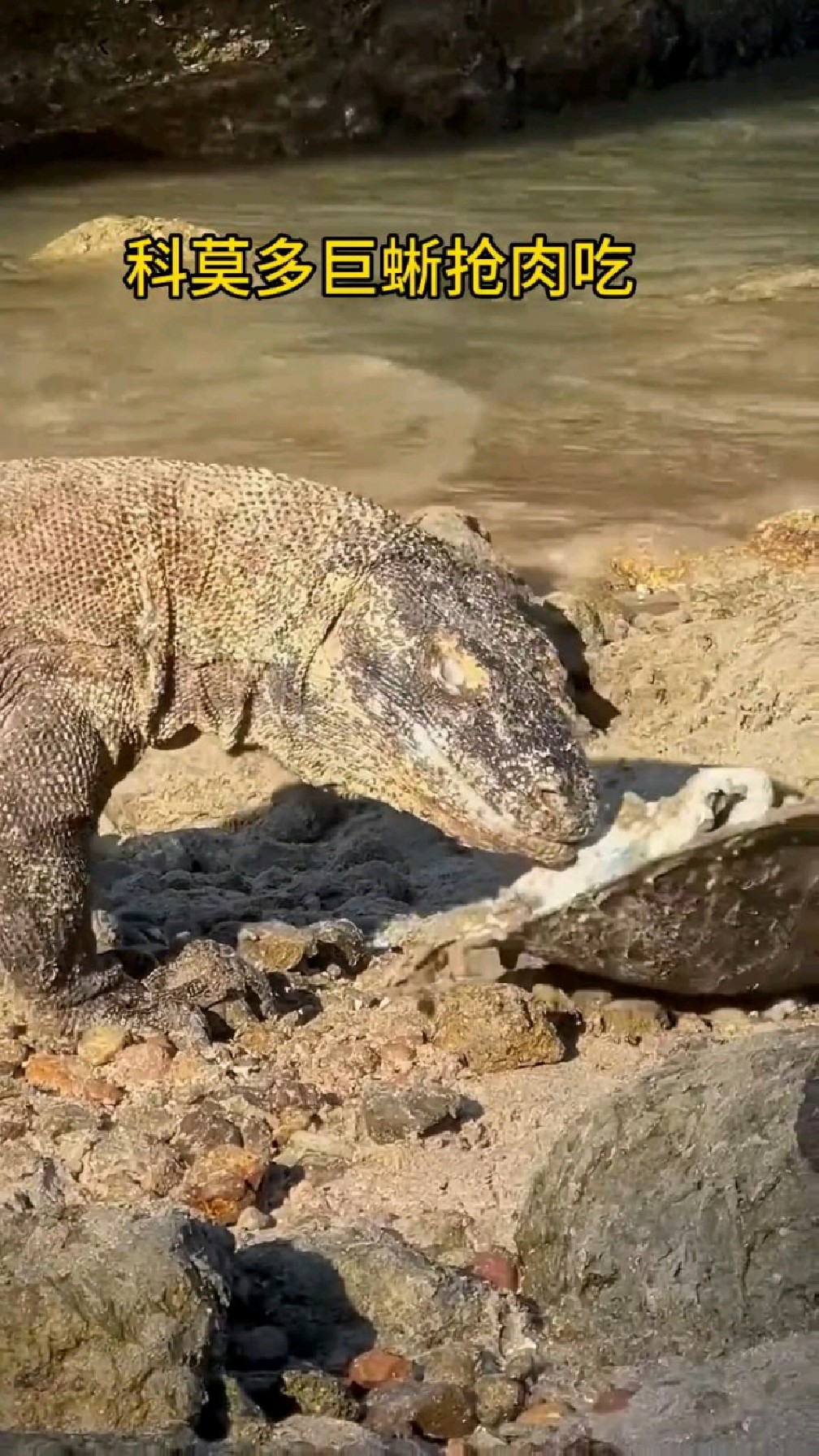 两只科莫多巨蜥抢肉吃!