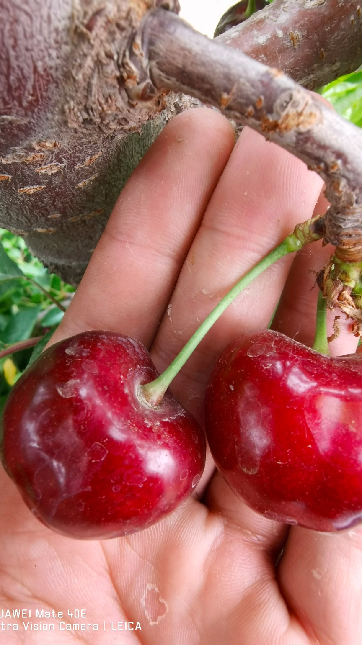 大果型高糖硬度好的新品种瑞德大樱桃树苗介绍