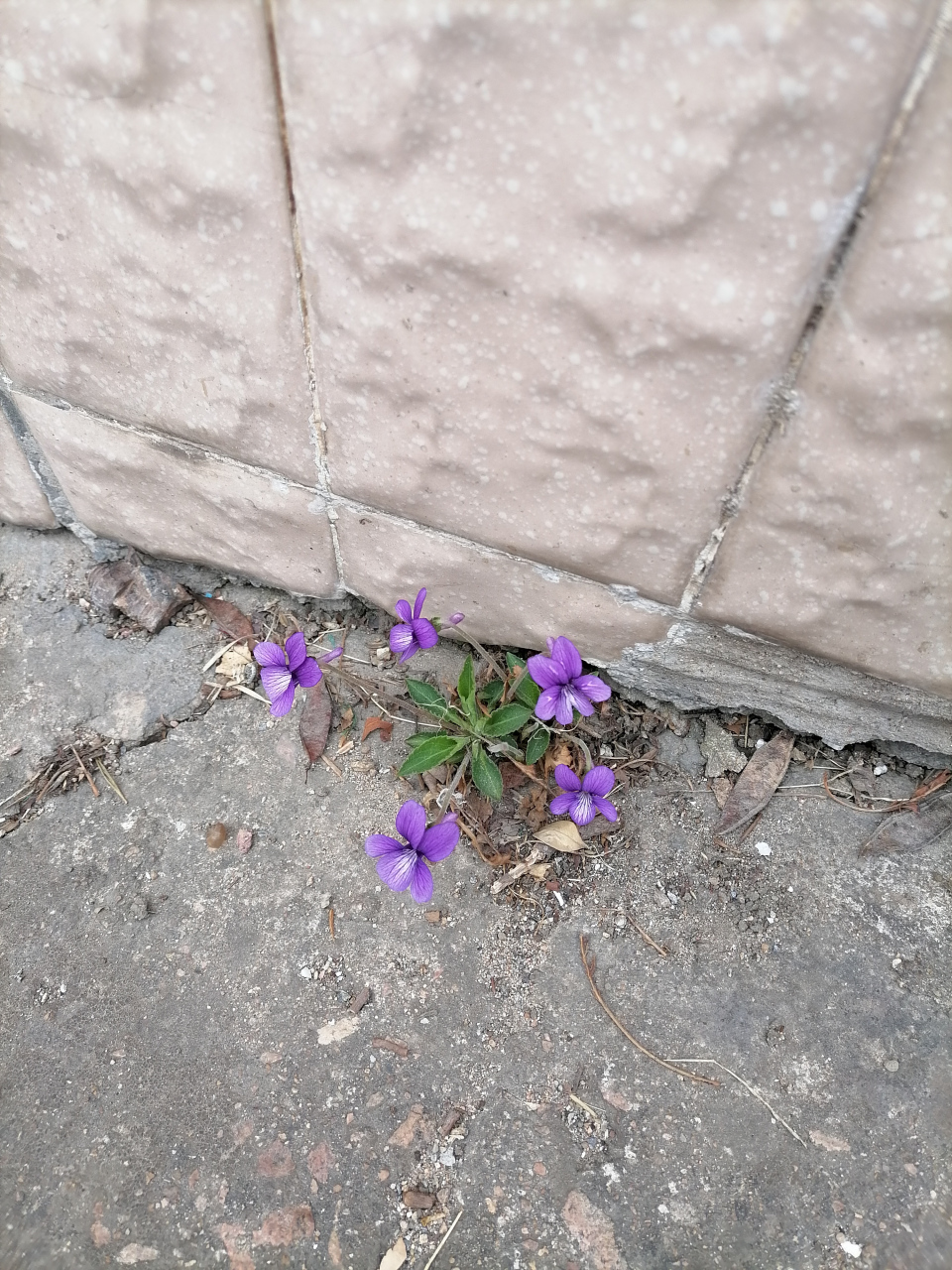 墙角的花!你孤芳自赏时,天地便小了.
