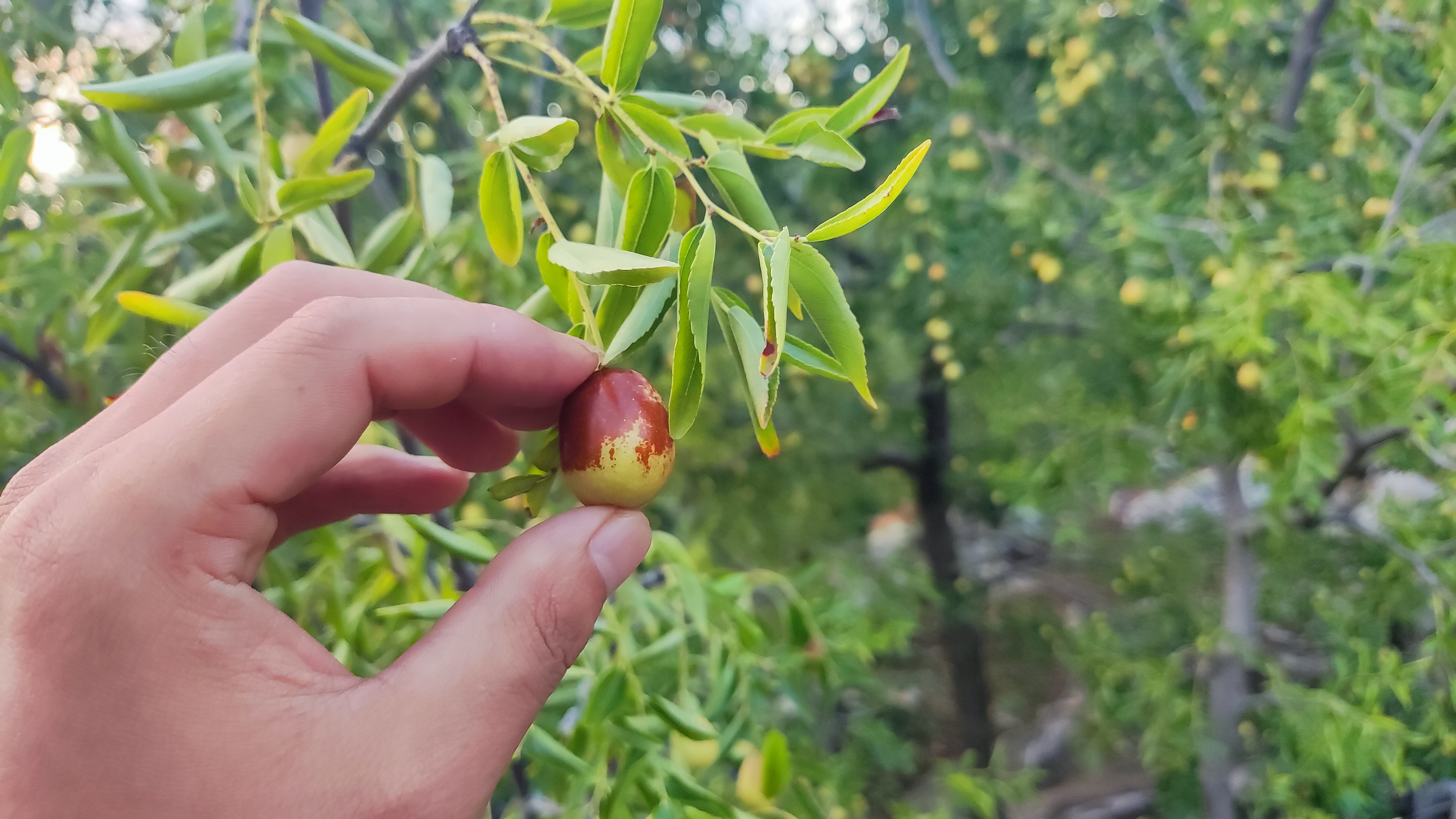 山上的大酸枣子熟了
