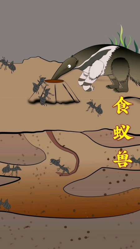 食蚁兽的主要食物是蚂蚁和水果!-度小视