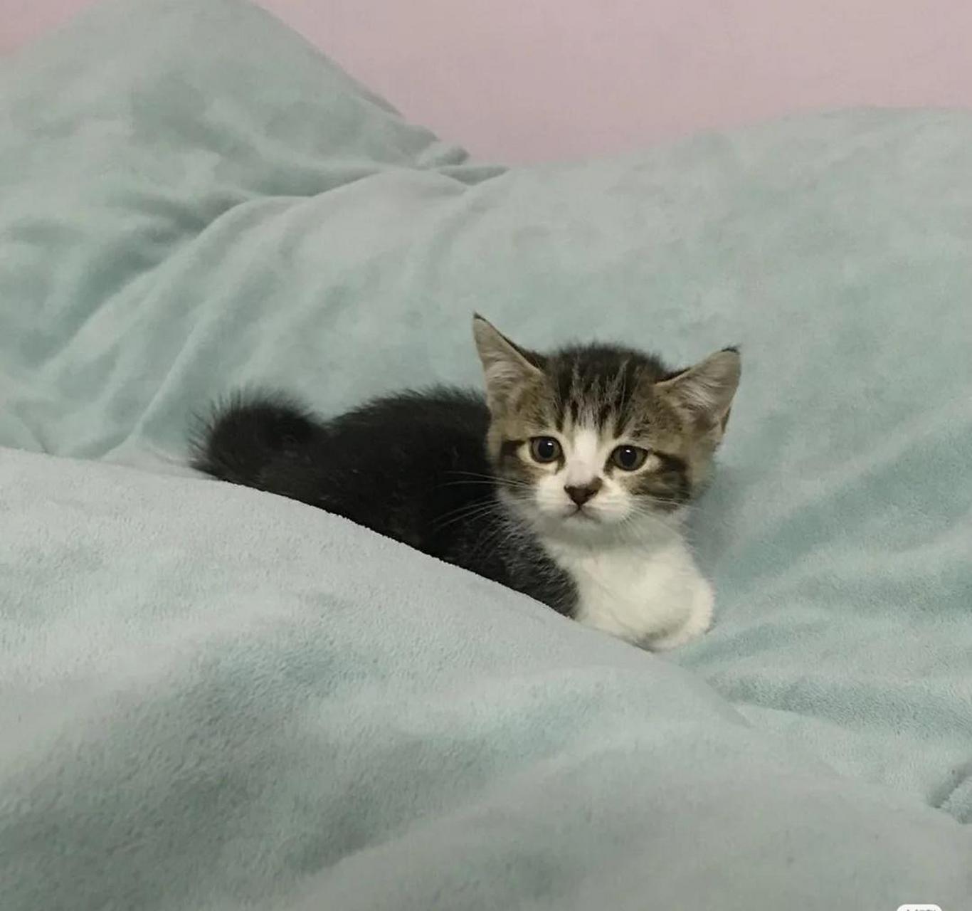 当我找猫时#动物