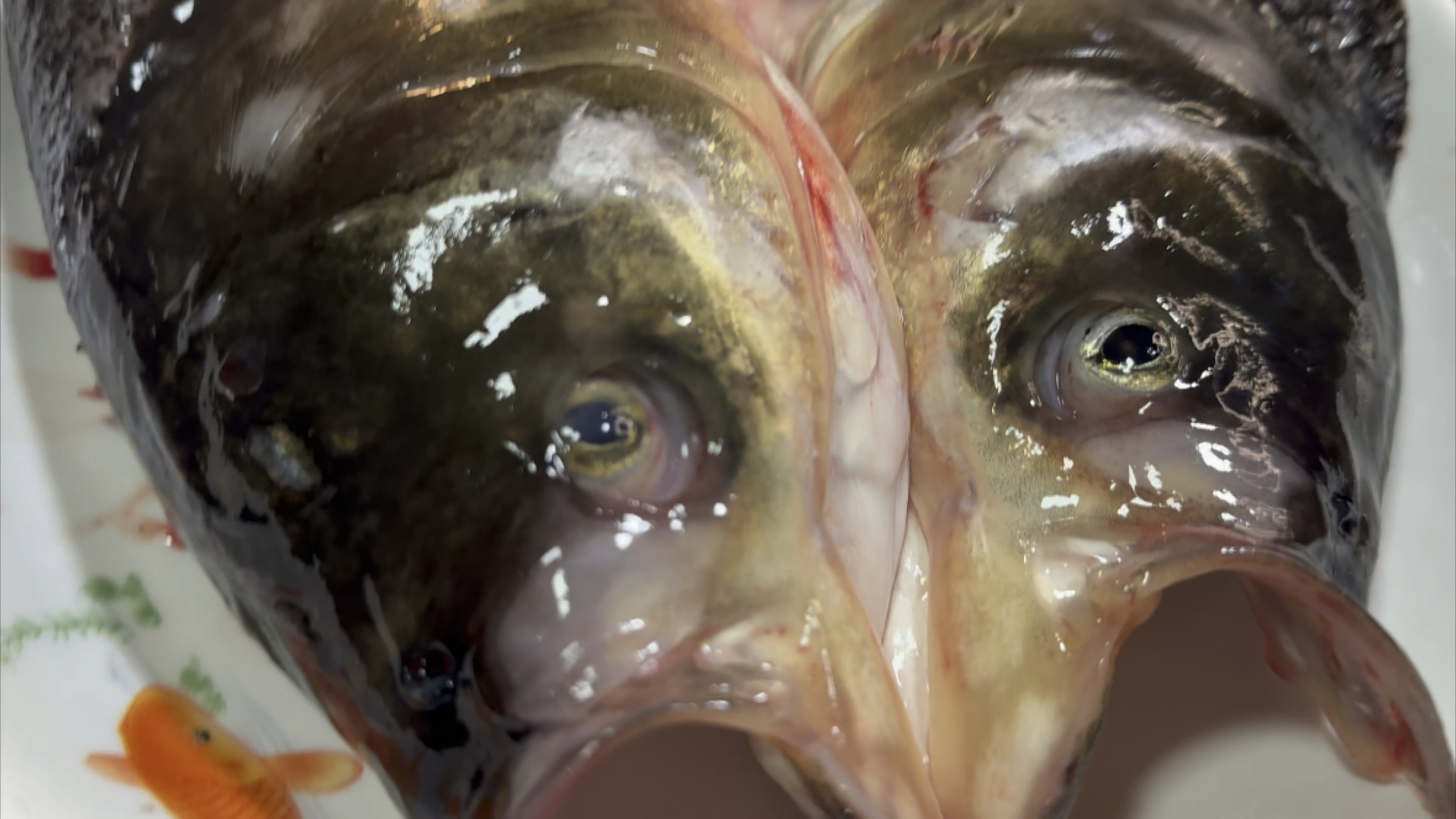 潮汕生焗鱼头煲，一道能让你欲罢不能的美食，收藏了