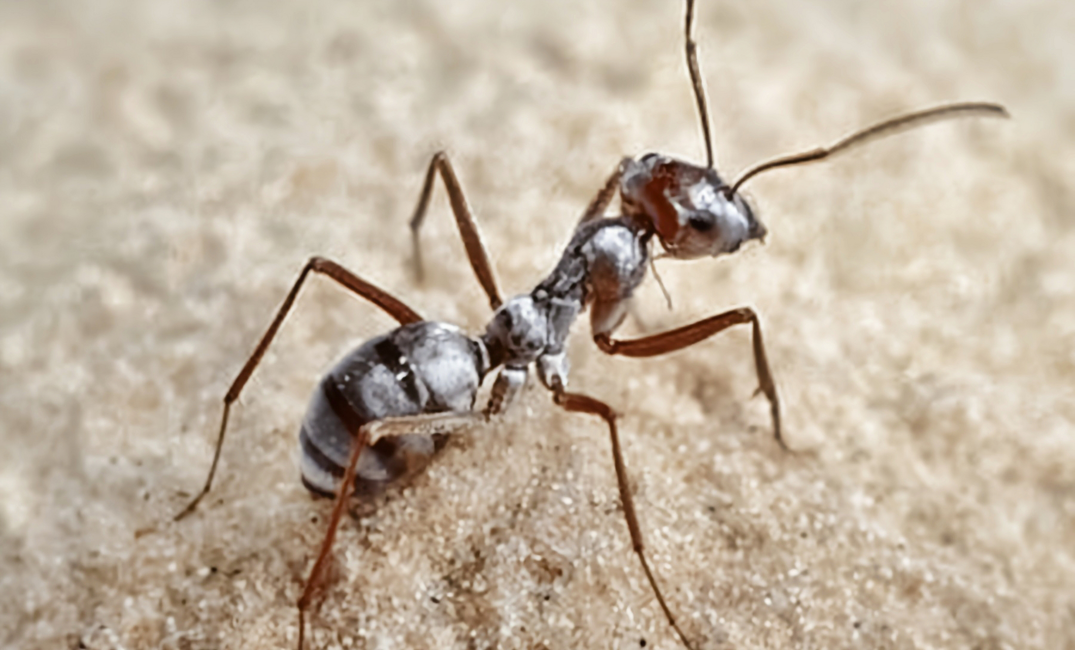 每天认识一种昆虫——撒哈拉银蚁 撒哈拉银蚁是膜翅目,蚁科昆虫.