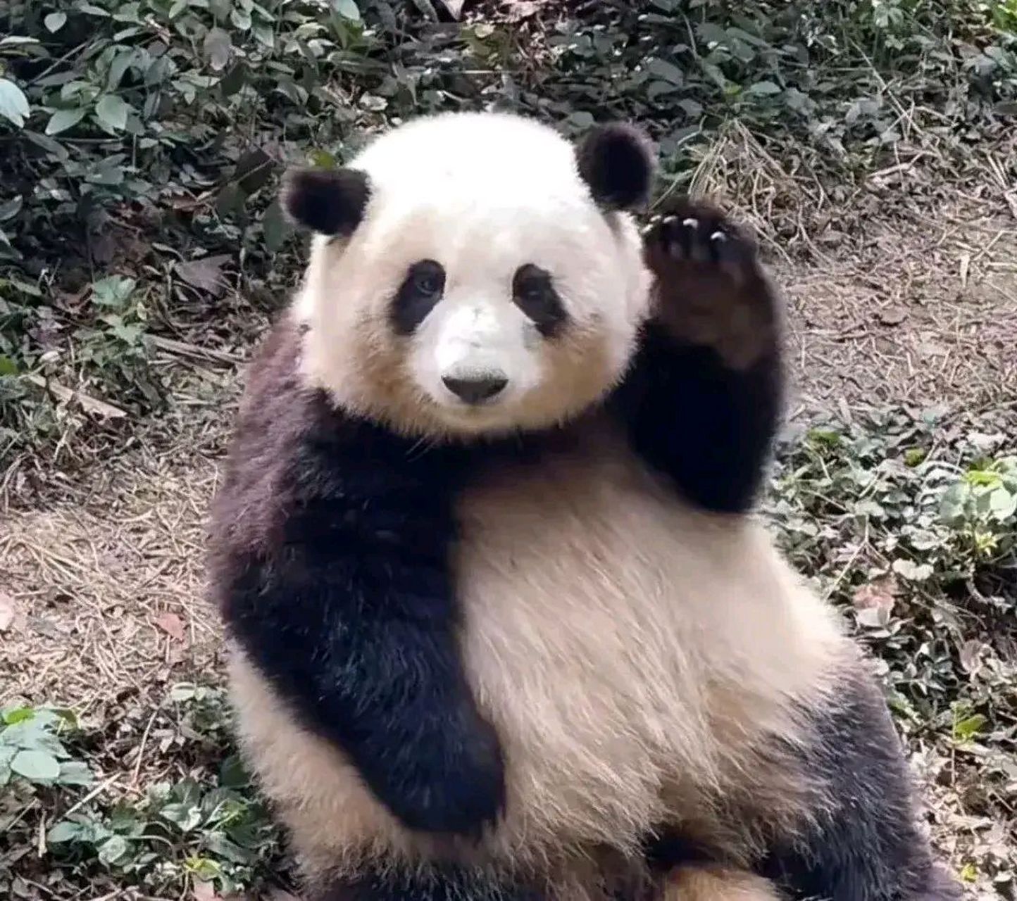 花花在谭爷爷面前示意多要个窝窝头,太可爱了!