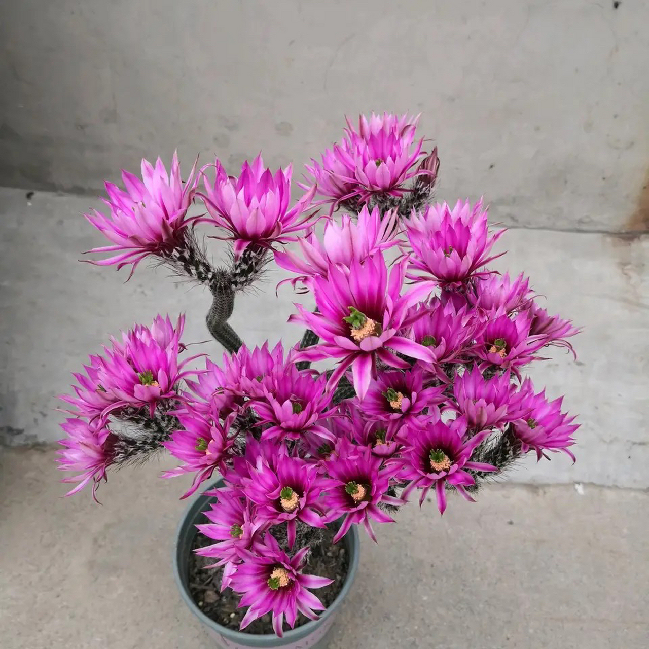 仙人球嫁接中的天花板?太耀眼了