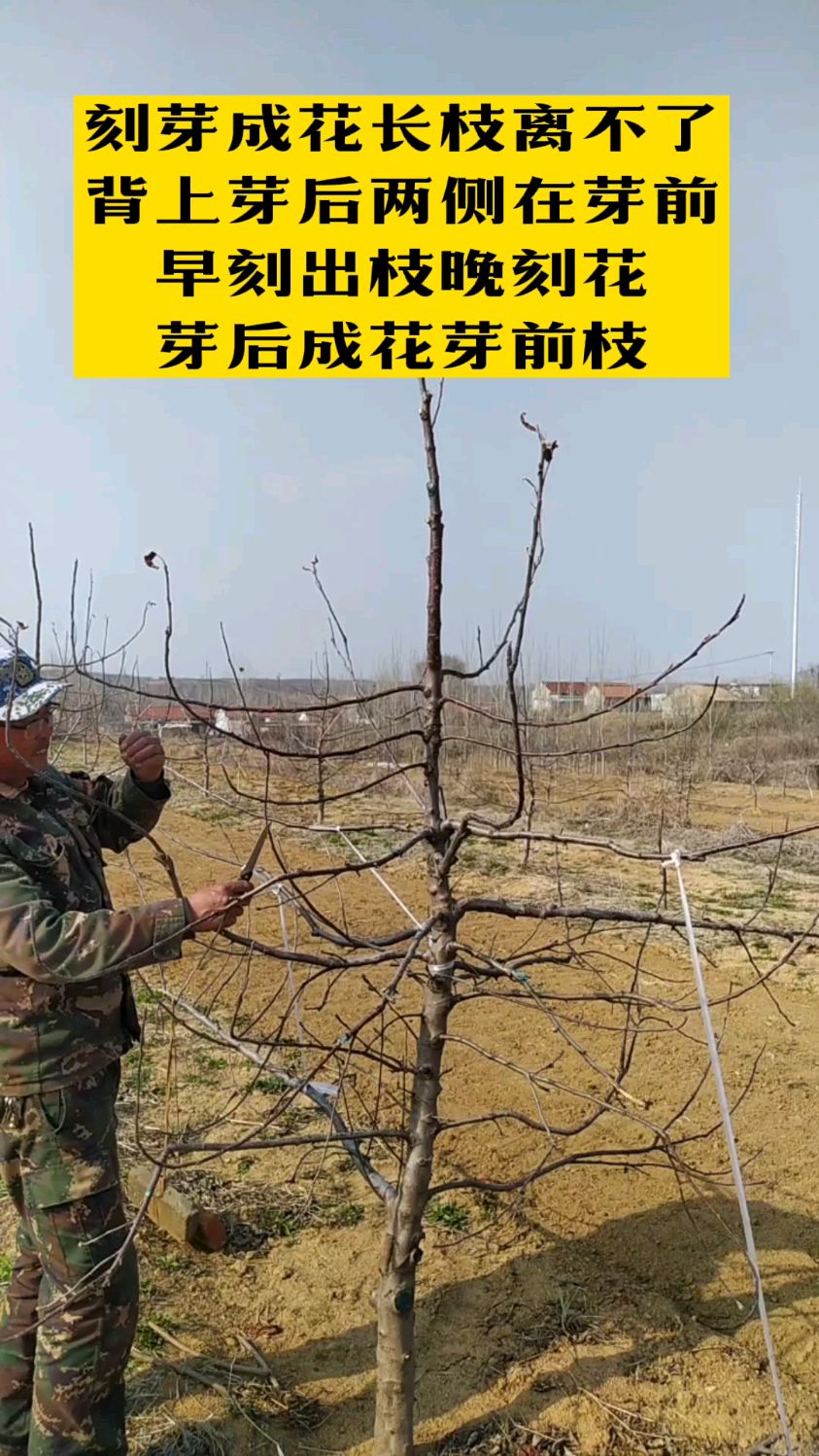 果树刻芽成花长枝离不了背上芽后两侧在前方早刻出枝晚刻花芽后成花芽