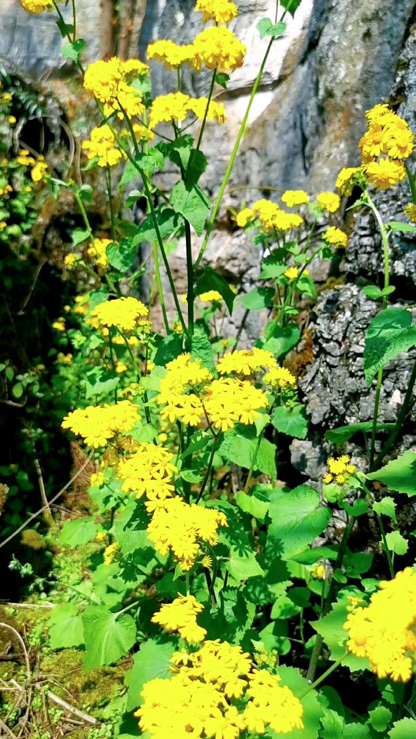 山间的小野花,美不美你说了算