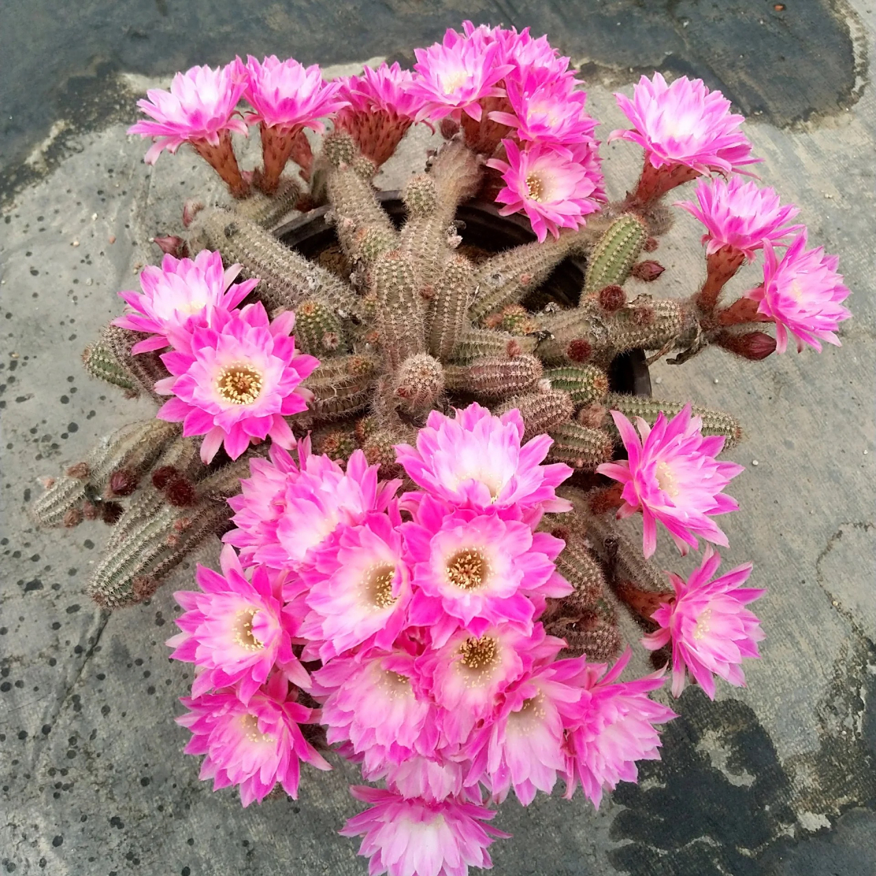 仙人球系列当中最不起眼的品种白檀,开花之后真的很漂亮