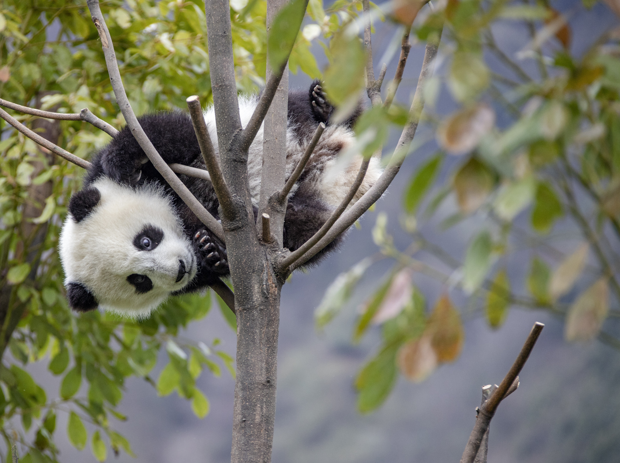 国宝熊猫呆萌图集!实在太可爱啦!