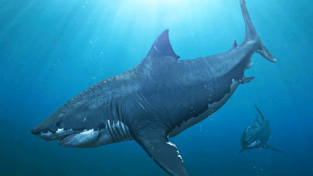 如果虎鲸回到远古,对抗巨齿鲨这样的霸主,会不会沦为盘中餐?