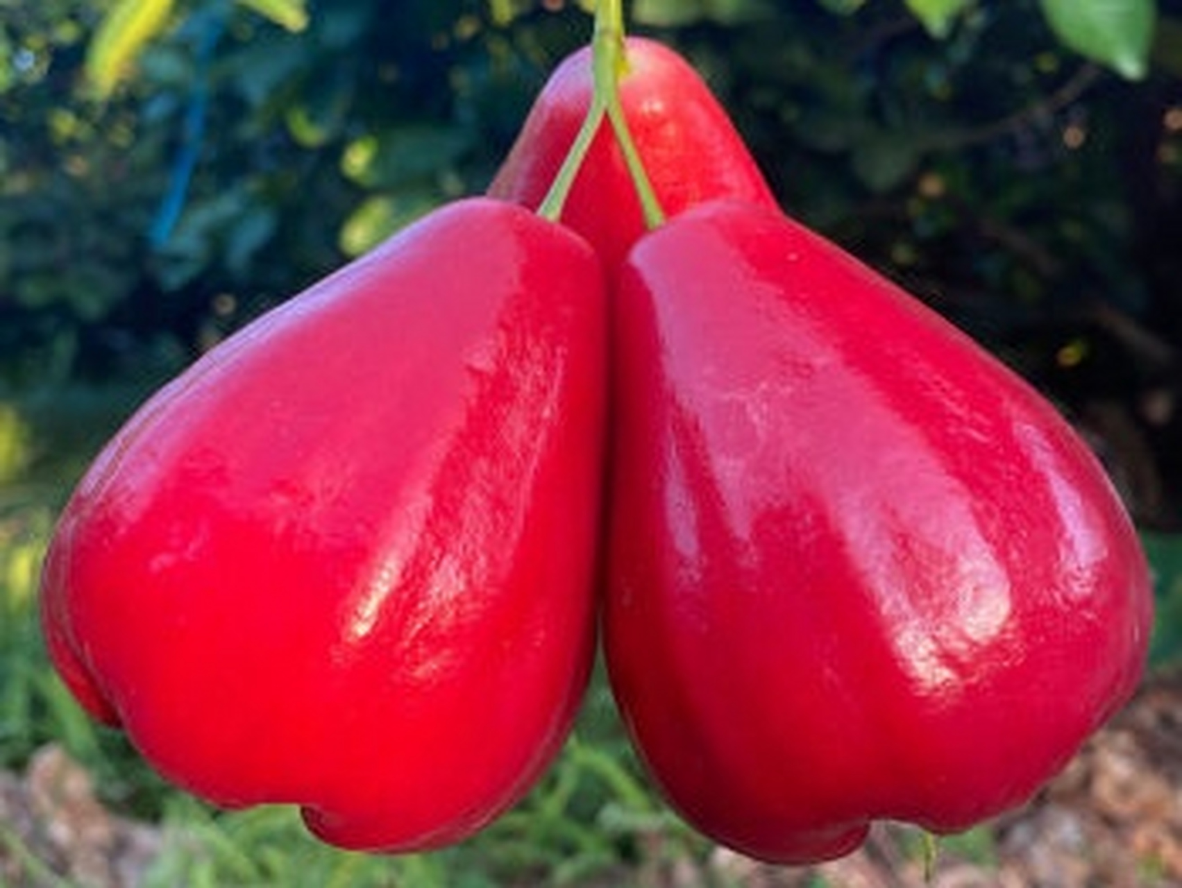 连雾果是一种来自南美的水果,在南美洲被称为"辣椒果"或"醋果",主要产