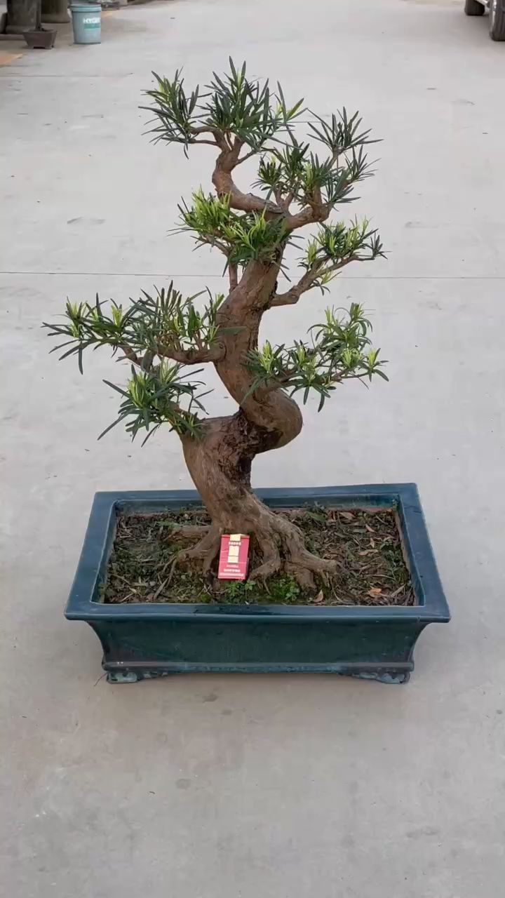 广东本地罗汉松,几个s弯耗费了多少时间与人工.-度小视