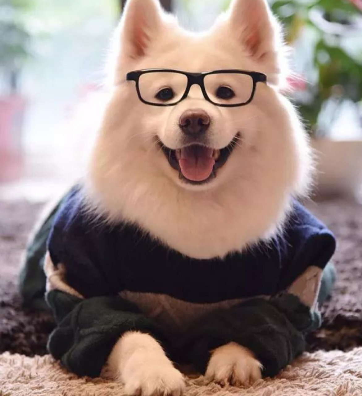 搞笑经典# 爸爸:"狗为什么吃屎?" 儿子:"因为狗的鼻子太灵了.