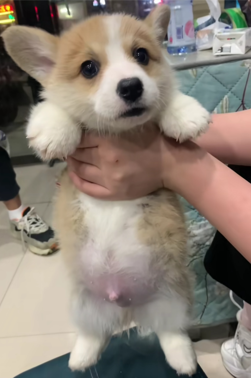 哈哈哈,好可爱的小柯基,肚子吃的圆滚滚的!#狗狗