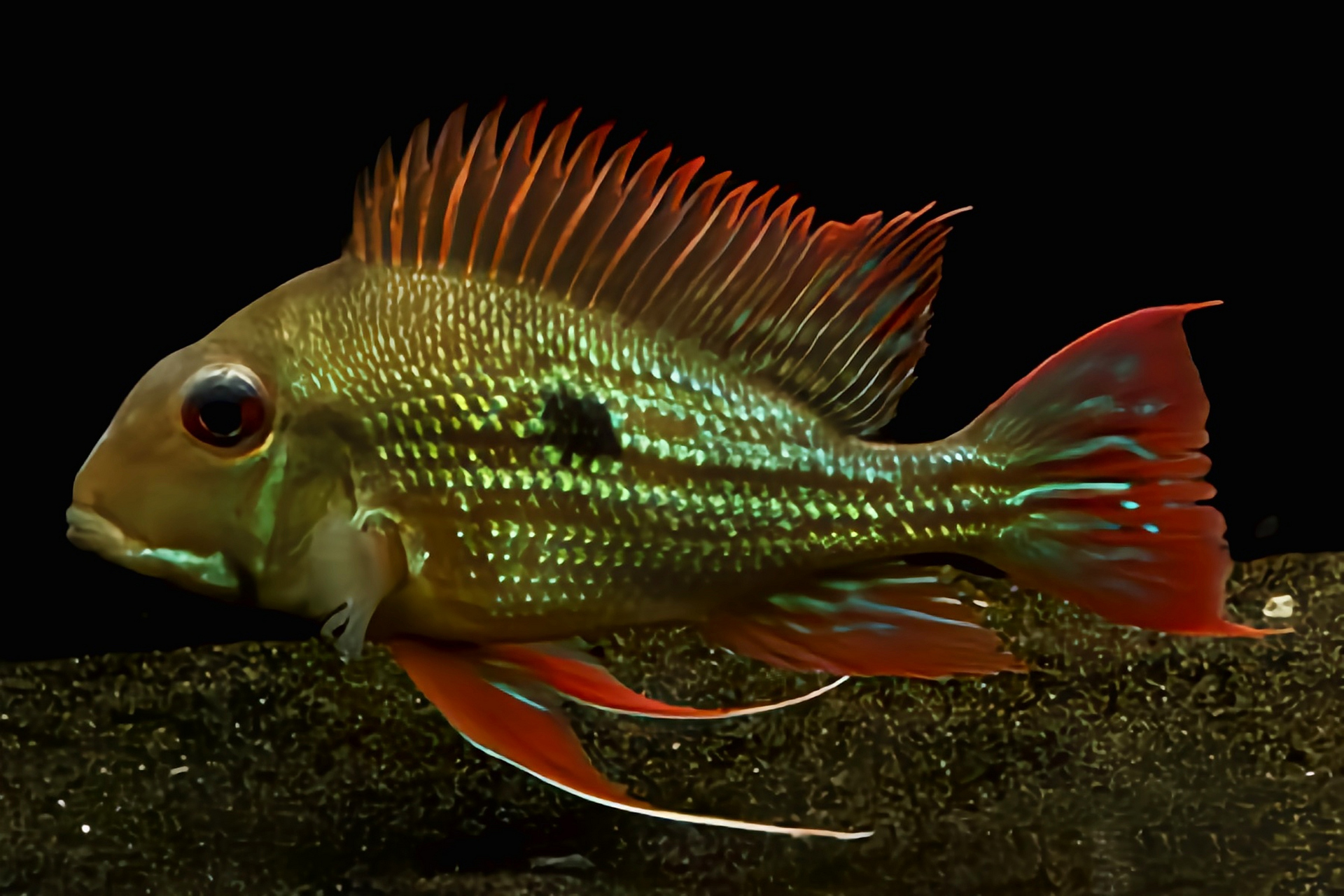 秋日生活创作季# 每天认识一种动物——委内瑞拉血焰鱼 委内瑞拉血焰