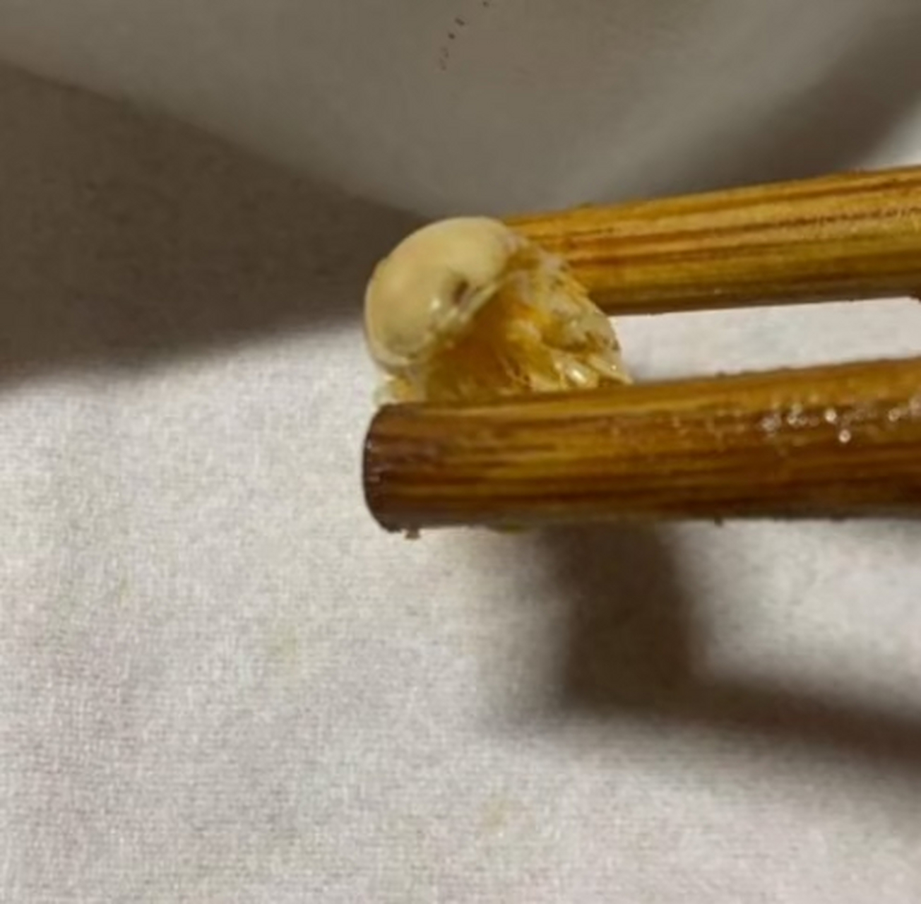 给孩子买点虾皮补钙,结果看到一个皮皮虾幼崽,好可爱