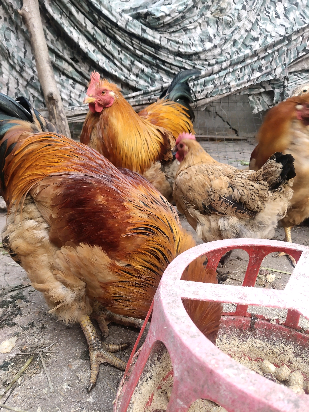 农村的土鸡