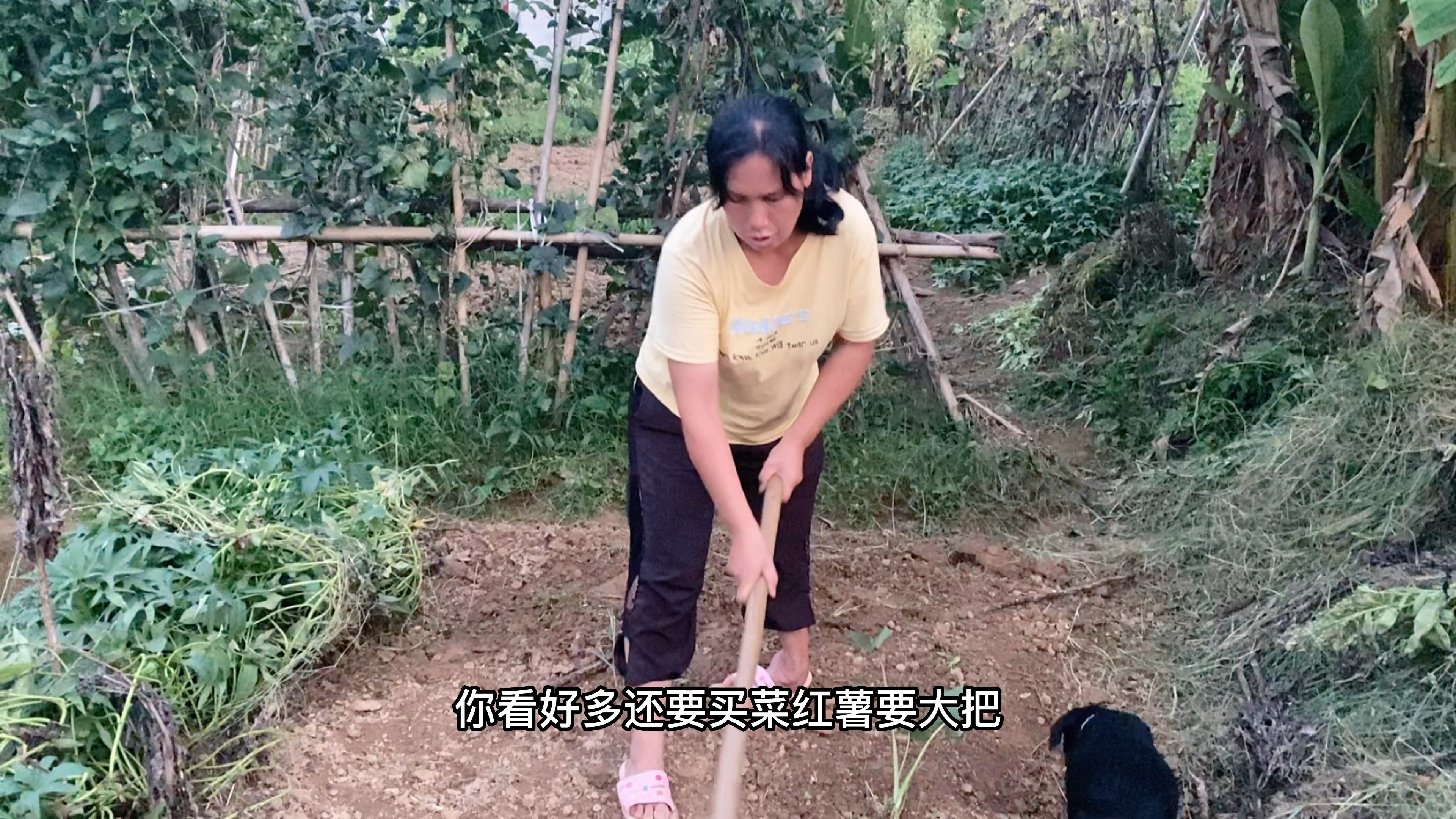 晚饭后,福嫂和福哥还忙着锄地,好勤快