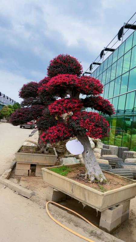 红花继木造型树红红火火四季不落叶适合庭院别墅栽植-度小视