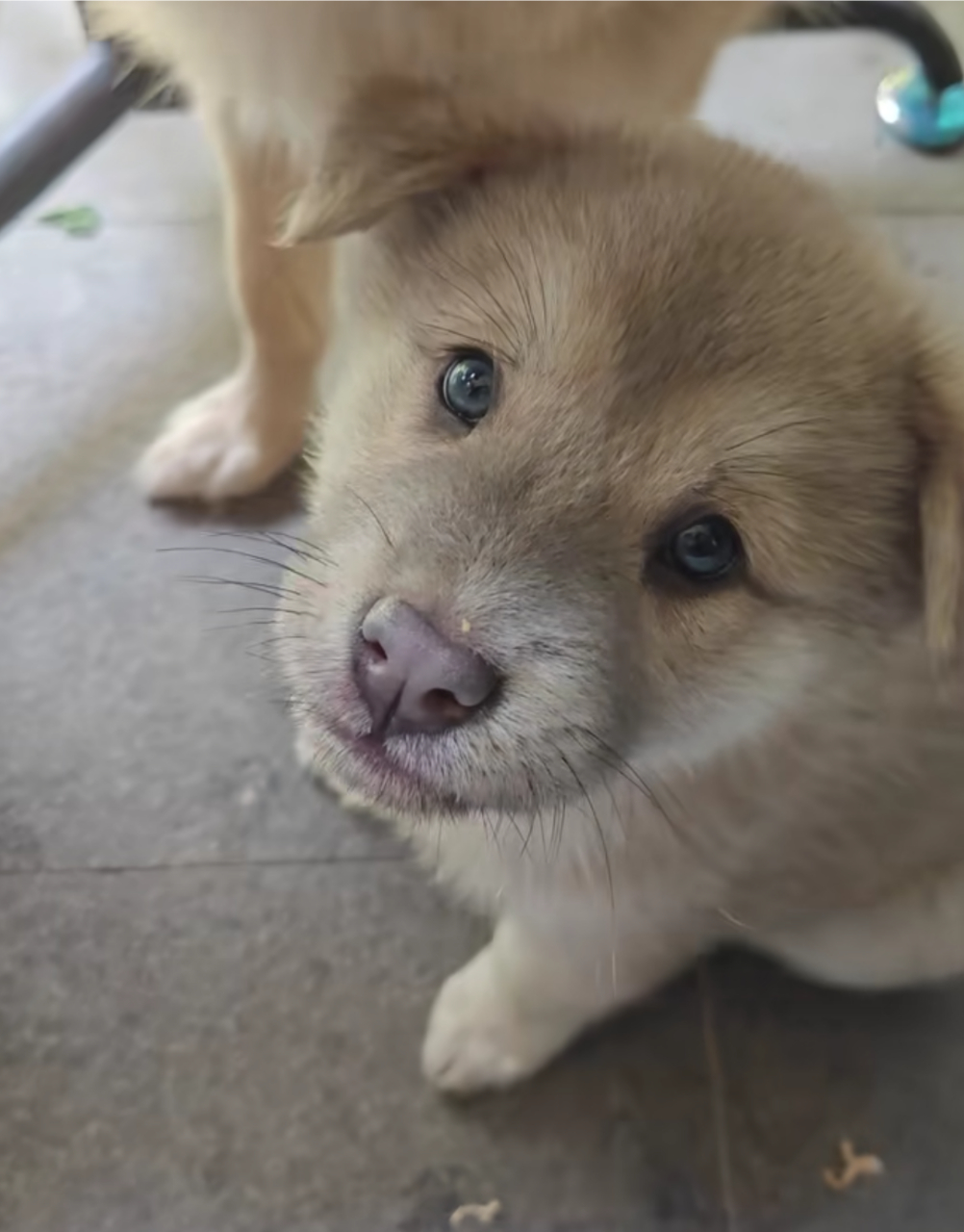 一只蓝色眼睛的小土狗,真的好好看!#中华田园犬