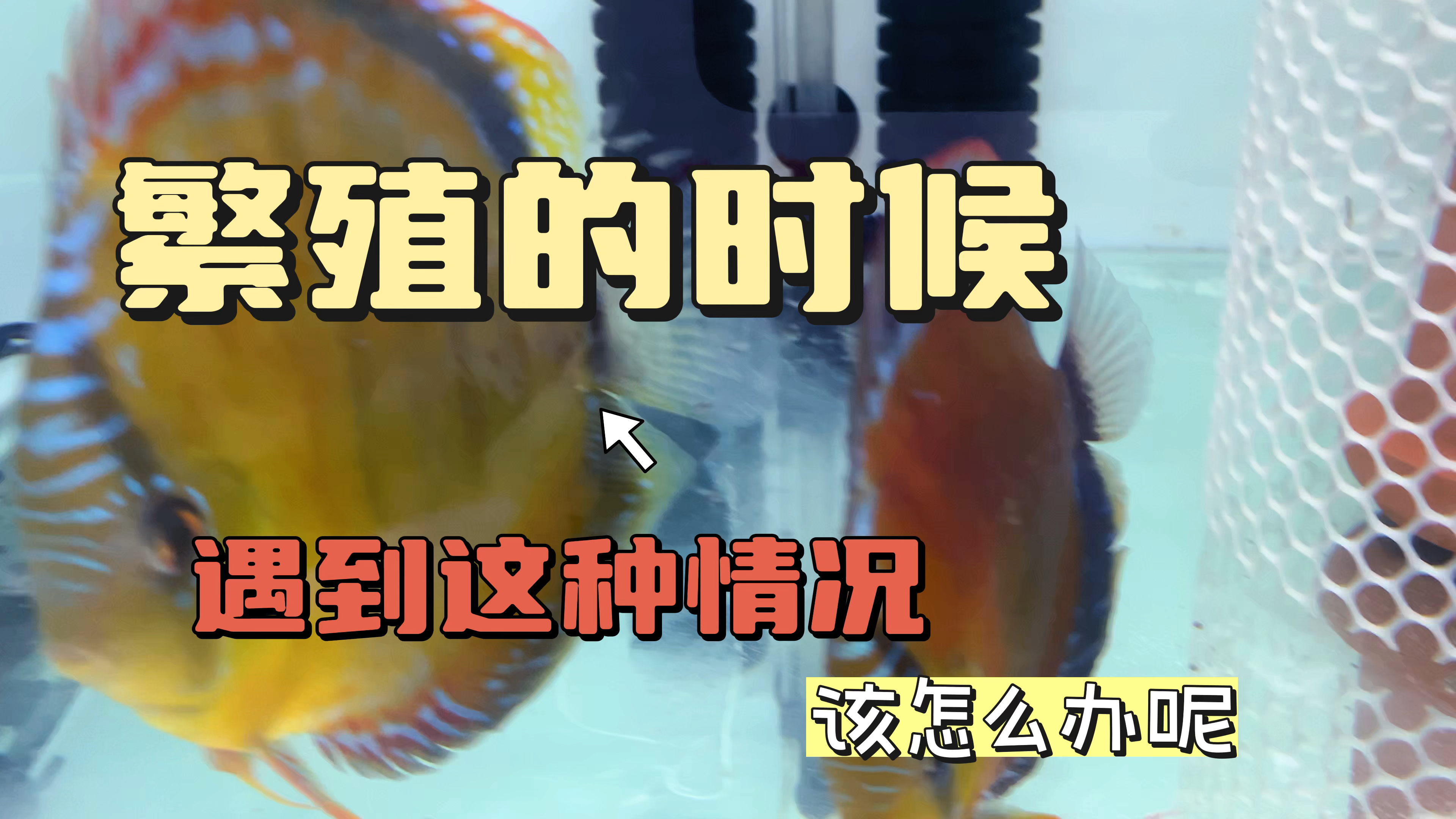 七彩神仙鱼在繁殖的时候如果遇到了这个情况确实难以取舍，愁人啊