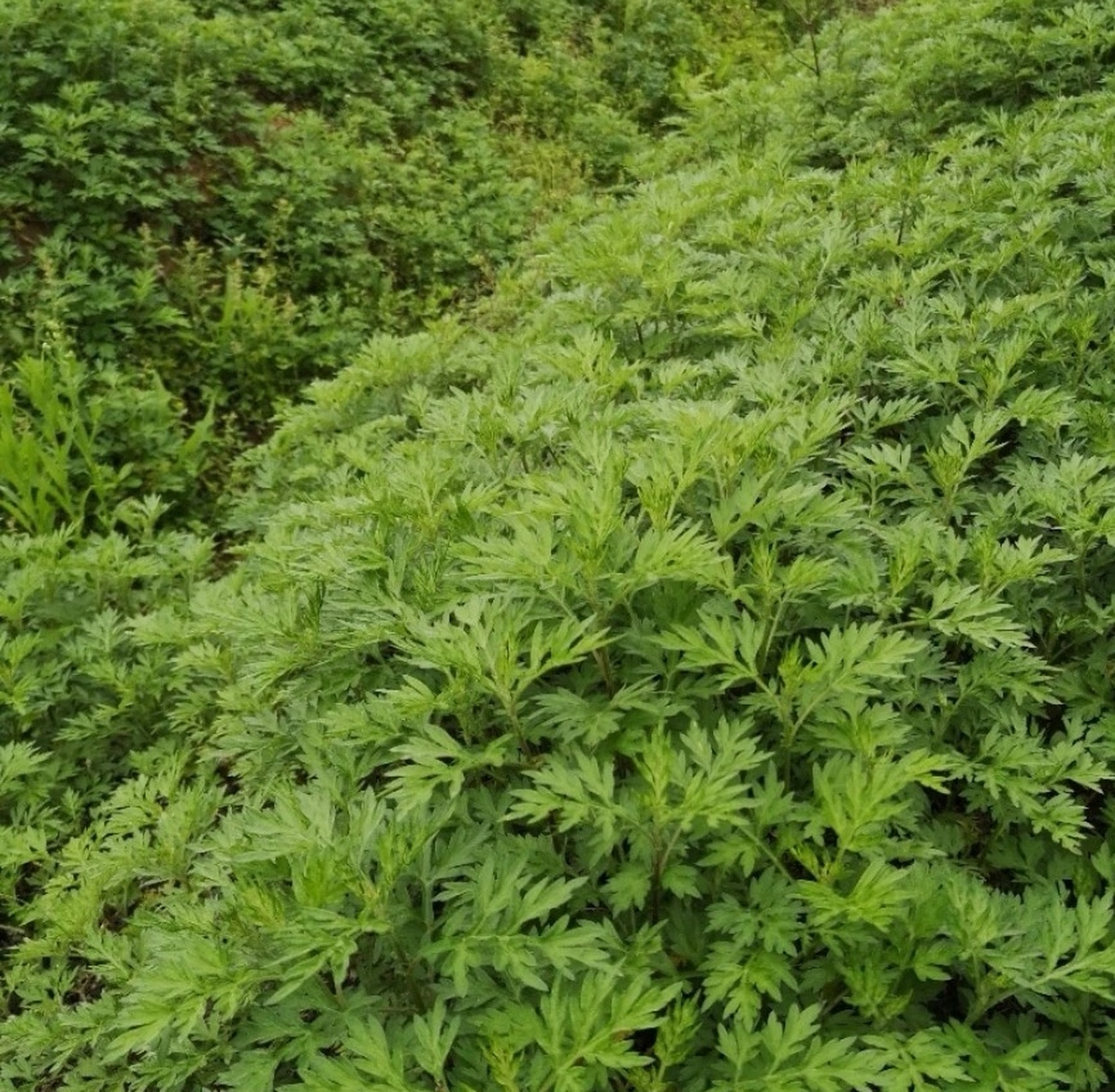 艾青植物图片