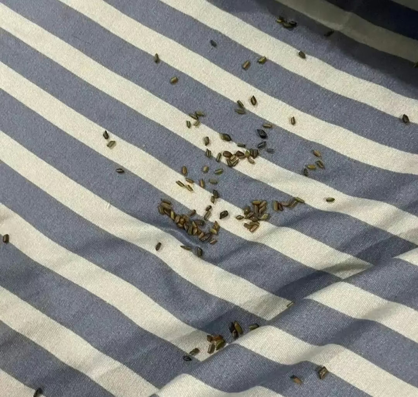 这是什么?老鼠粑粑嘛?