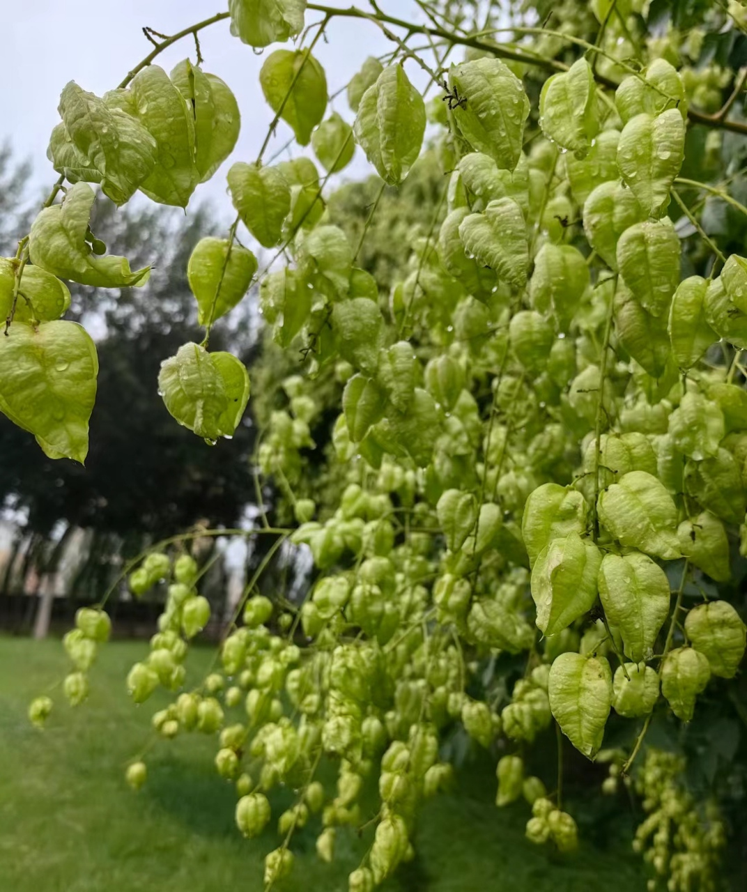 一树翠绿的小灯笼,这是什么树啊?