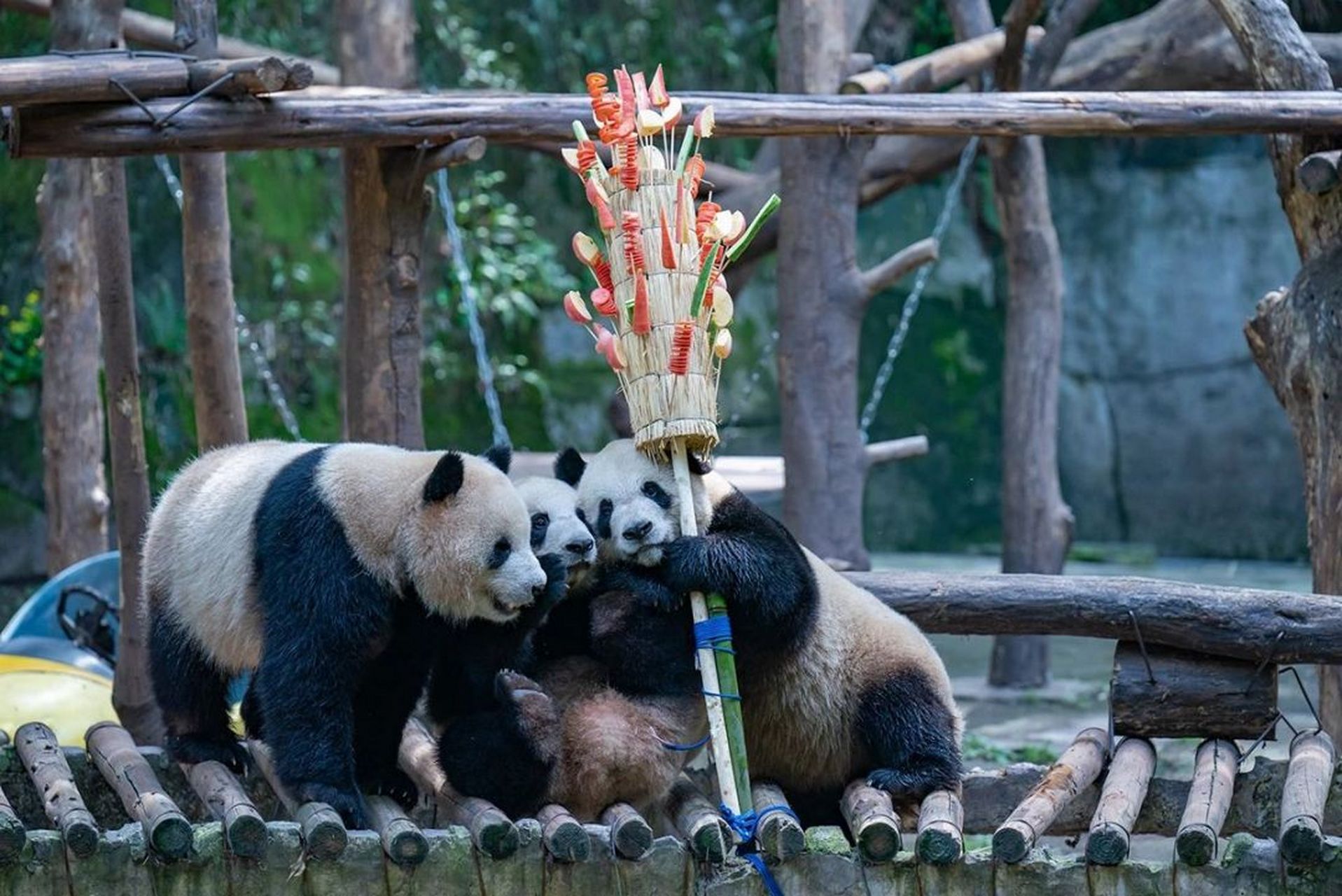 快乐的熊猫组合,相比起"玖菜花叶"(润玥,艾玖,和花,和叶),"四喜丸子"