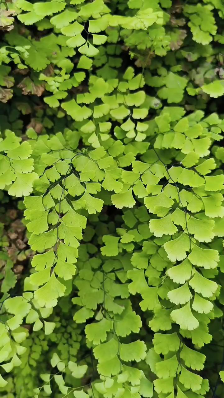 野外的铁线蕨长的真好看,好想挖点回家做盆景