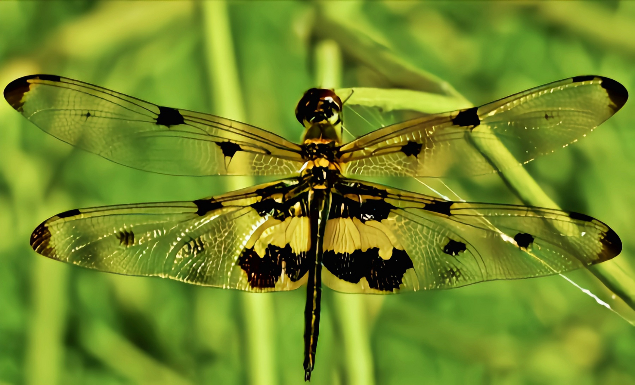每天认识一种昆虫——斑丽翅蜻 斑丽翅蜻别名彩裳蜻蜓,是蜻蜓目,蜻科