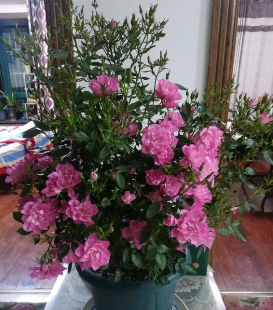 月季花用黄泥土园土养可以么?