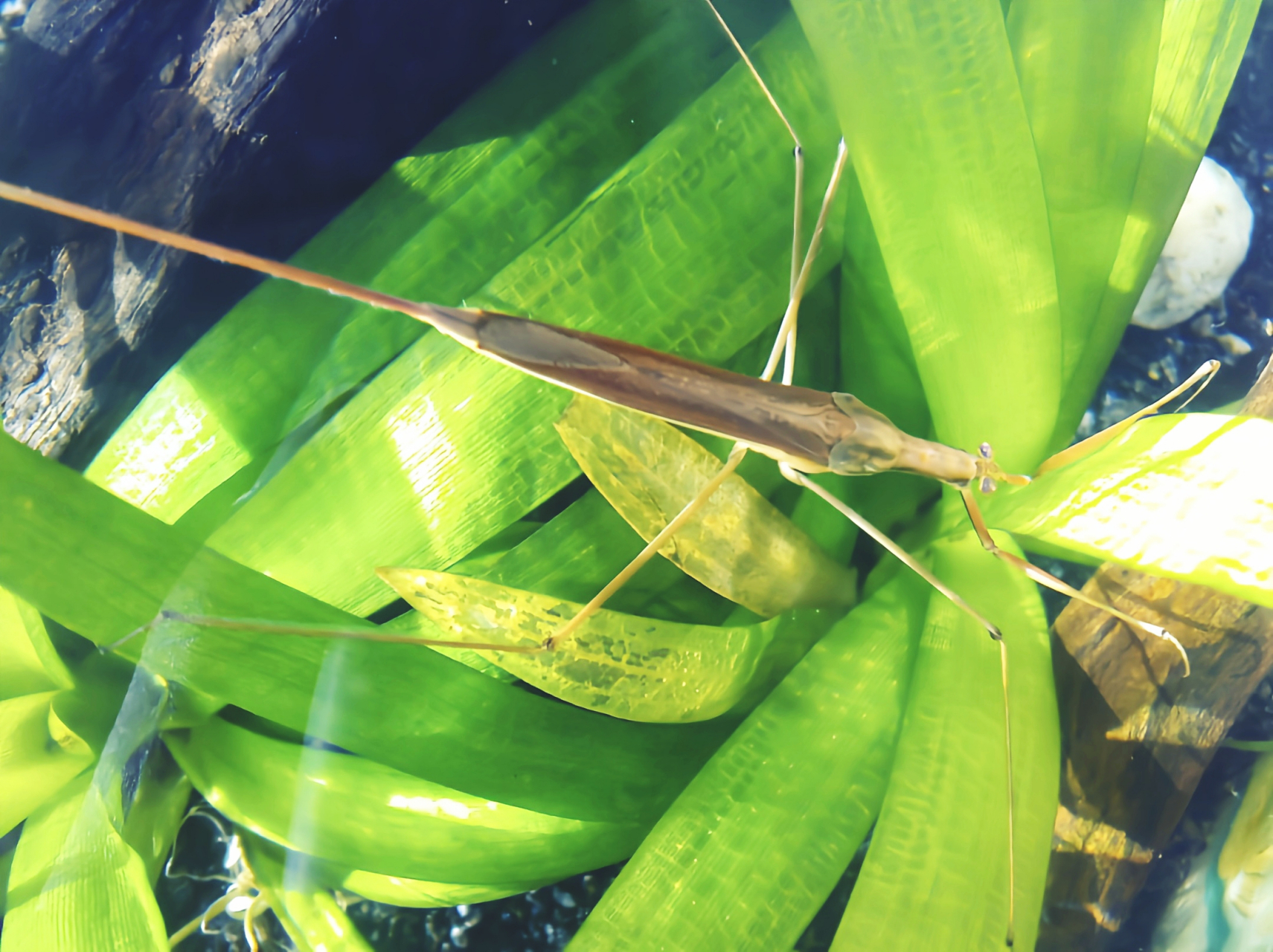 每天认识一种昆虫——水螳螂 水螳螂别名中华螳蝎蝽,它外形酷似螳螂但