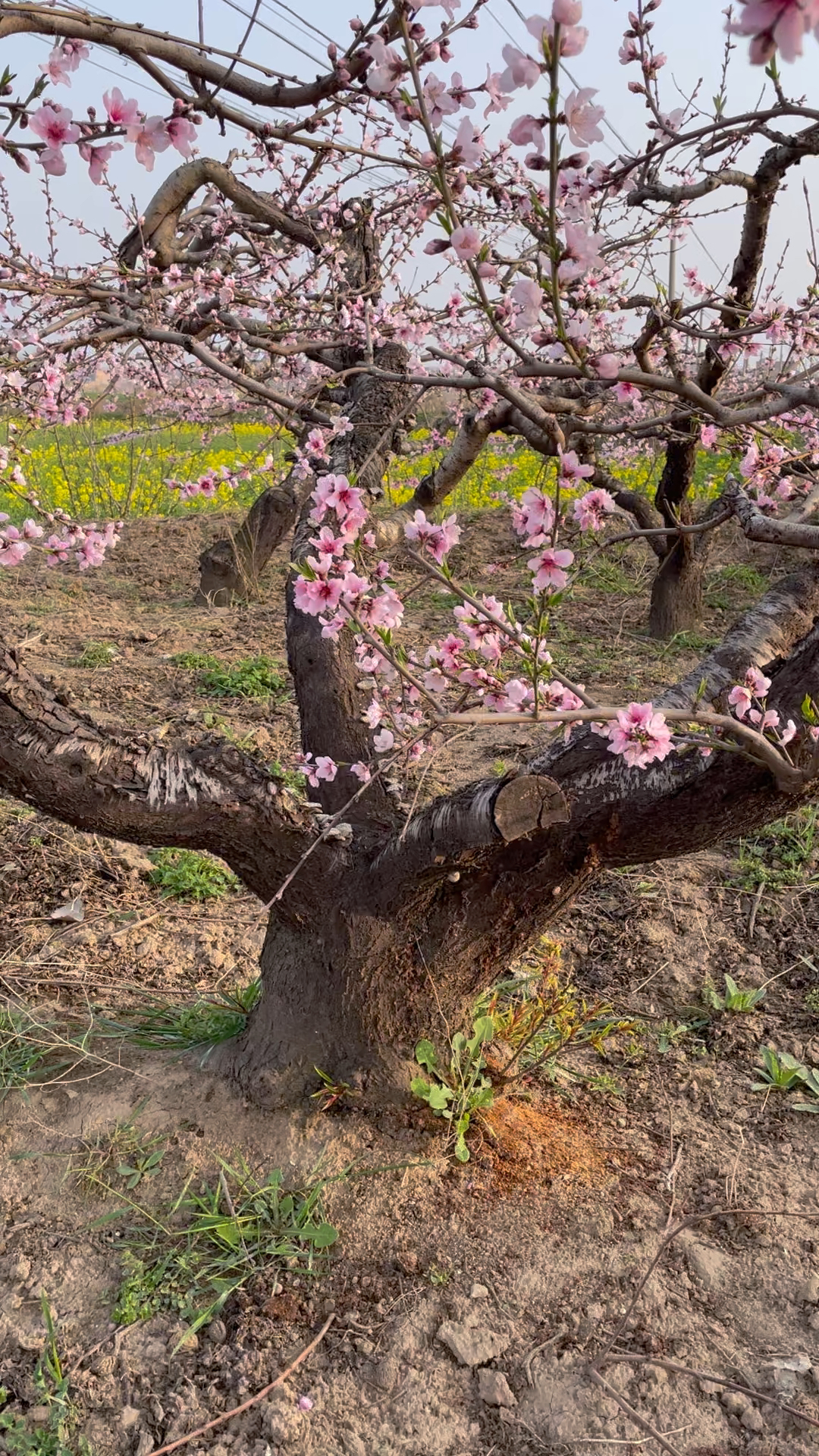 桃树开花的过程图片
