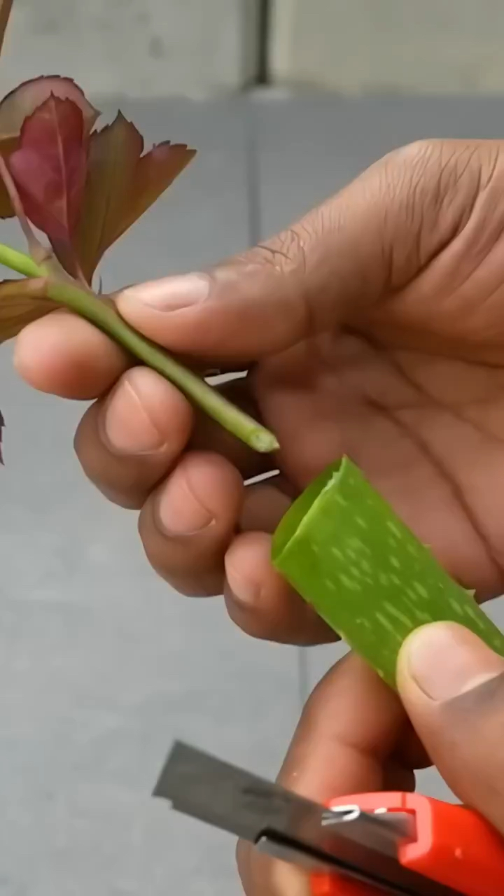 玫瑰花怎样扦插开花