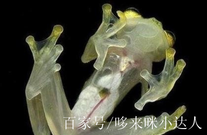 出現美洲變異,身體透明,劇毒,科學家:變異與人類有關