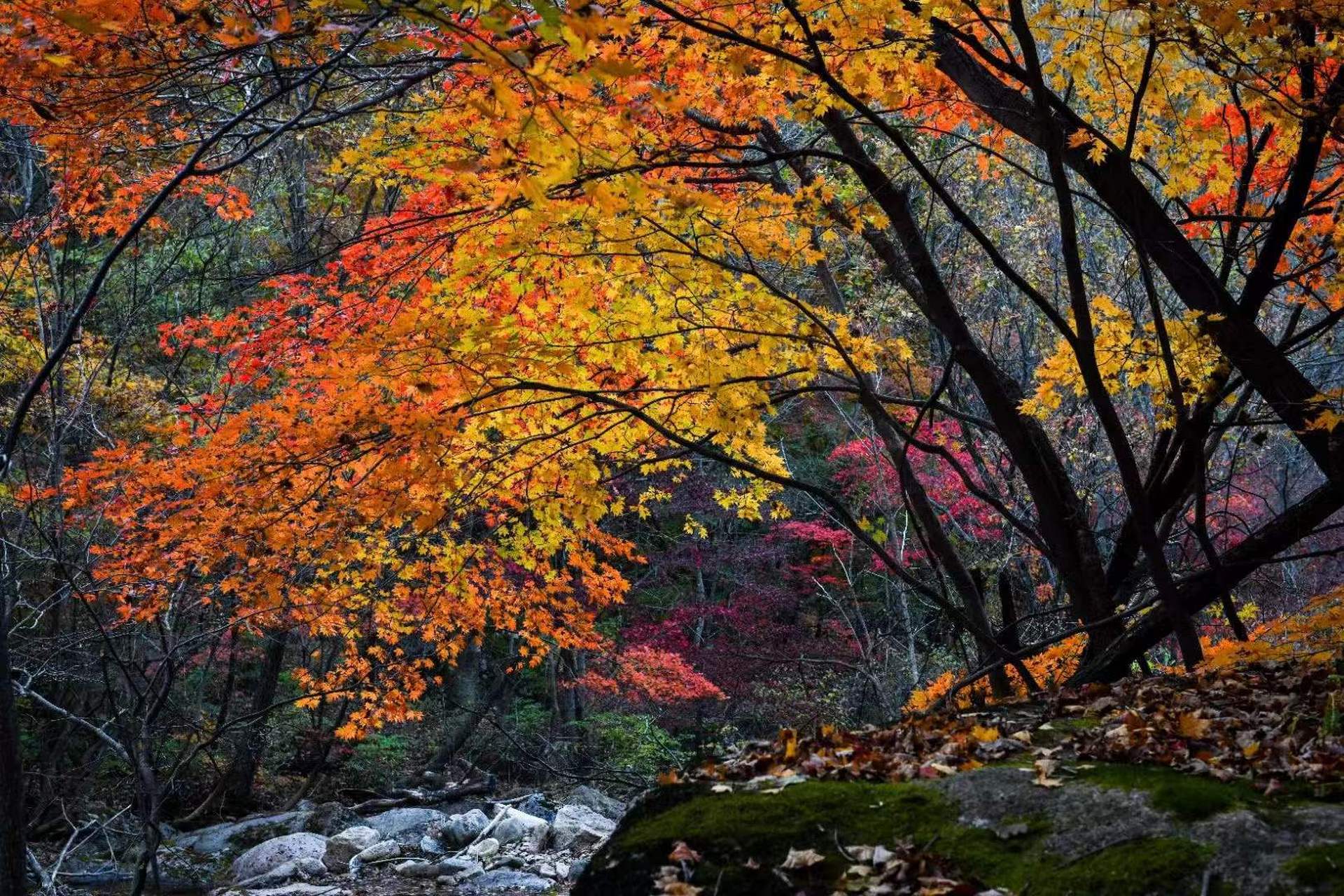 秋天风景# 层林尽染