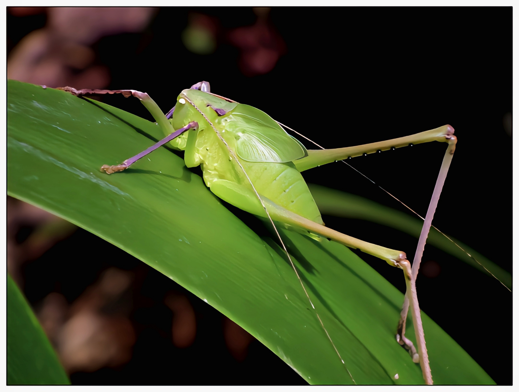 每天认识一种昆虫——纺织娘 纺织娘因鸣声像纺车的转动声而得名,栖息