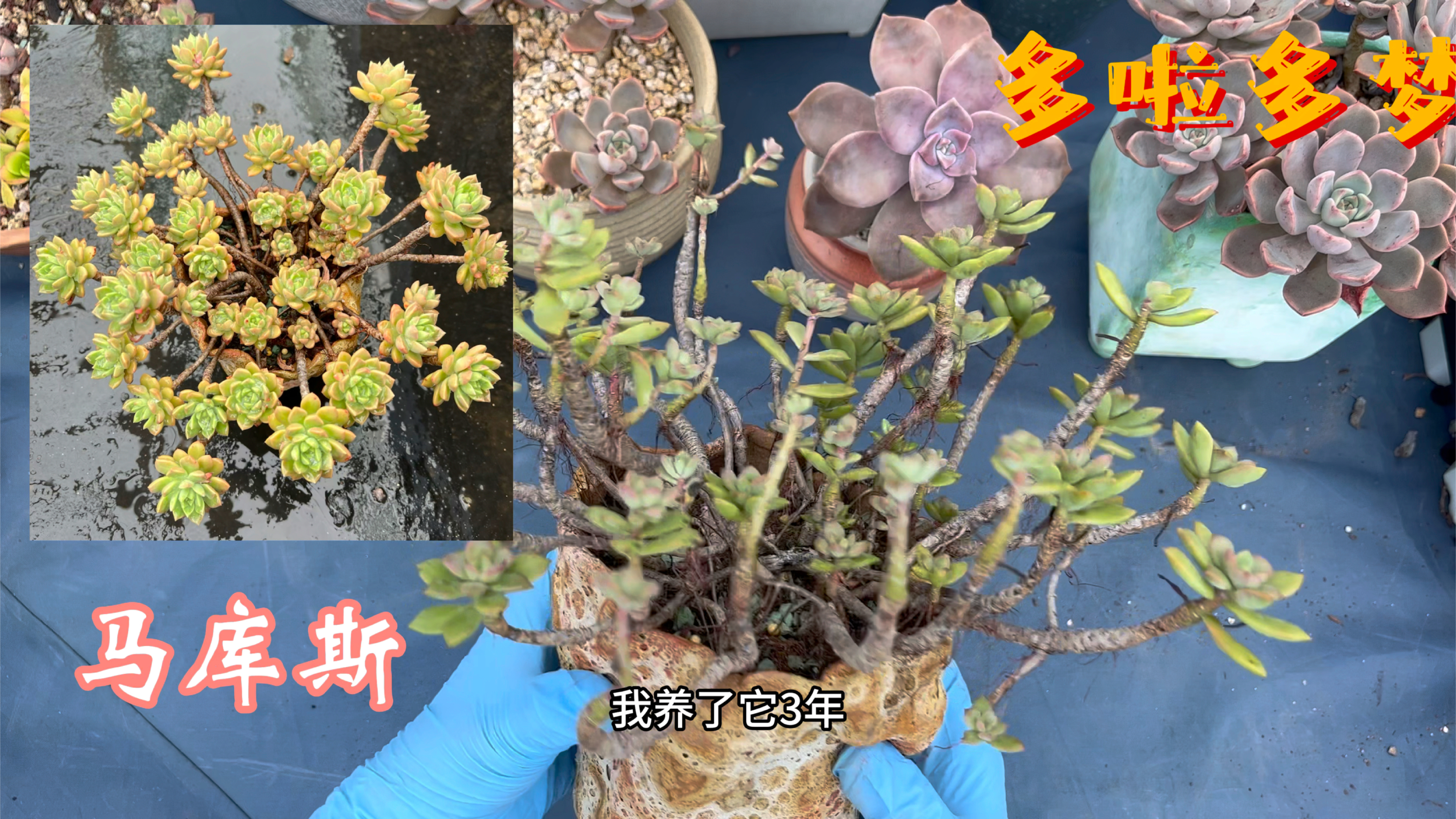 马库斯多肉老桩换盆
