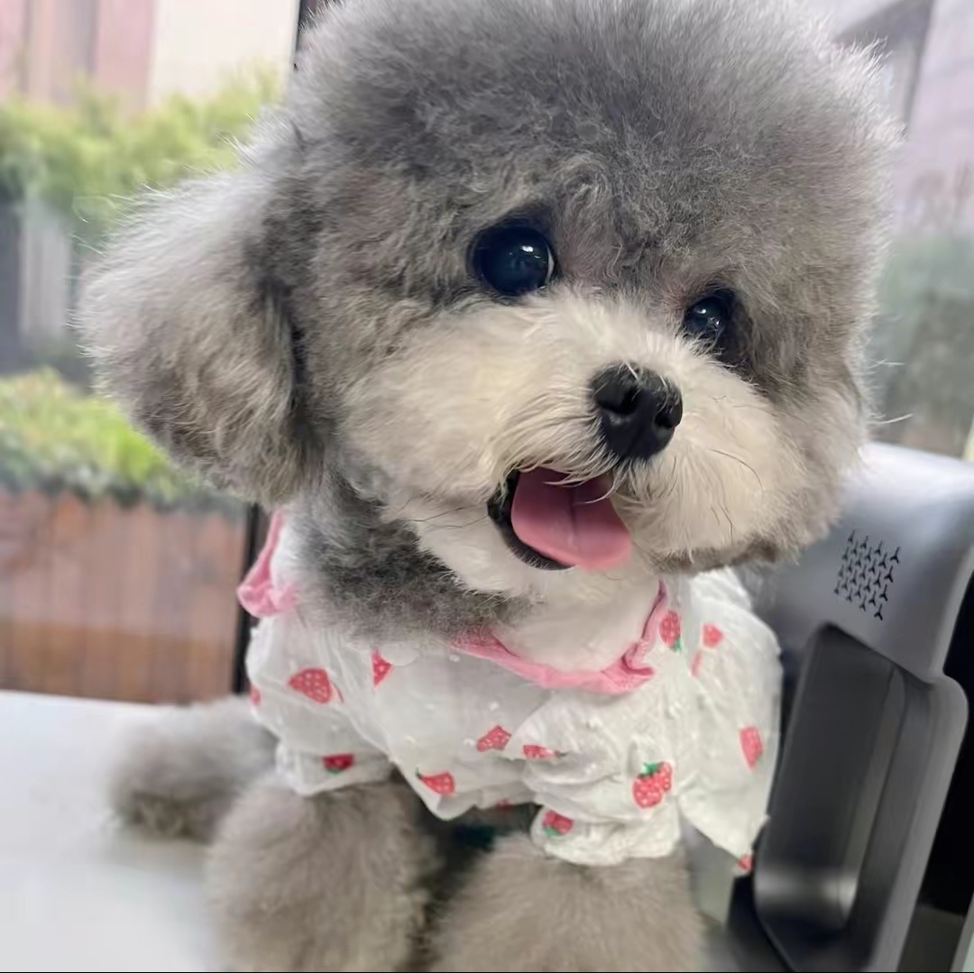 讲一讲小型犬髌骨脱位
