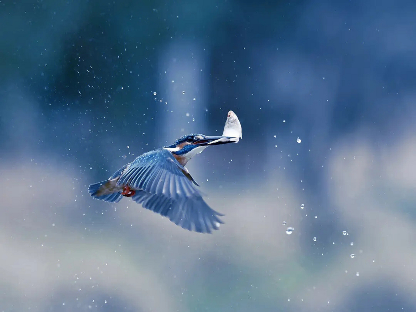 翠鸟入水扑鱼抓拍,快而准!#趣图搞笑