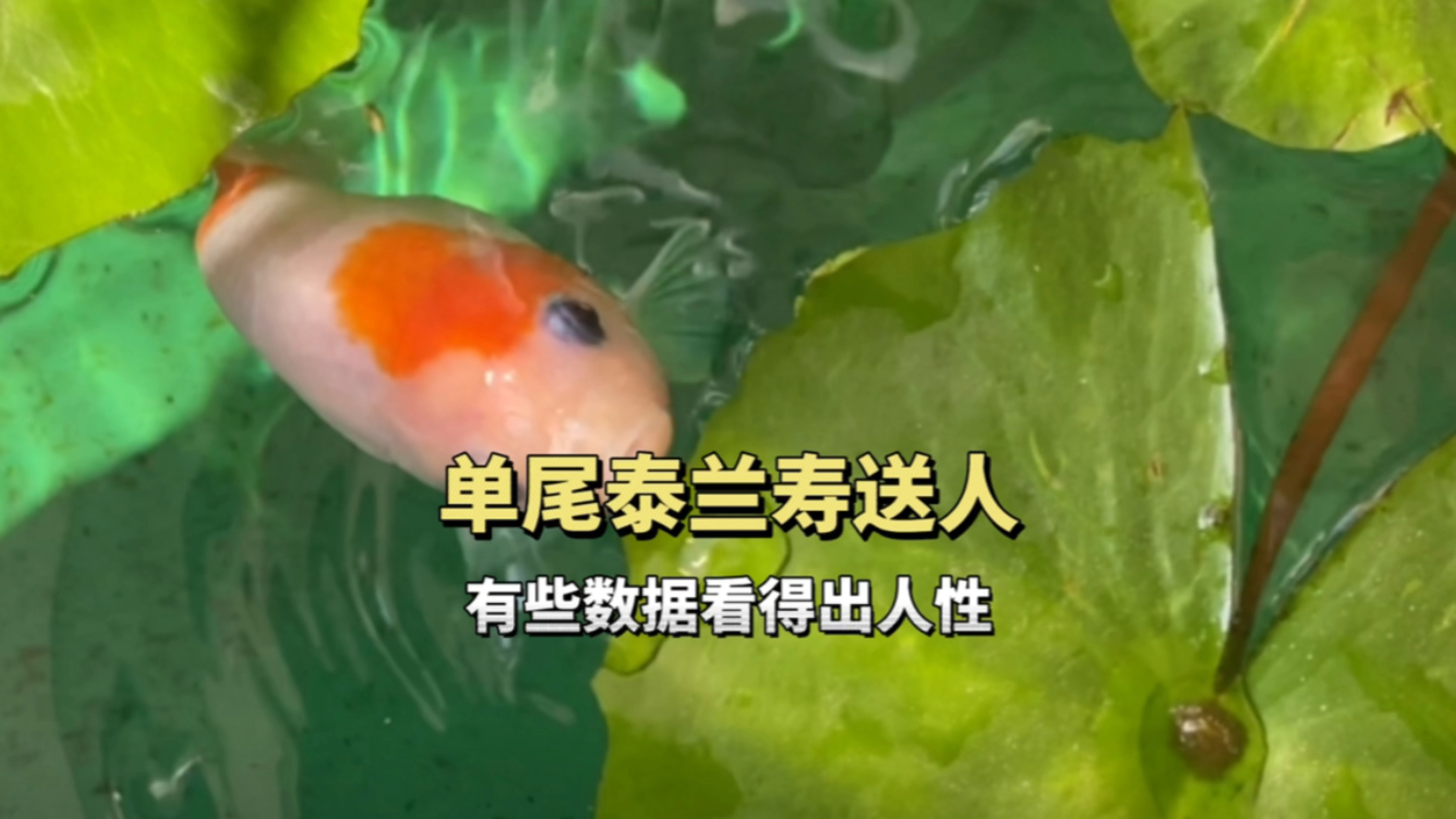单尾泰兰寿金鱼送人了,有些数据看得出人性