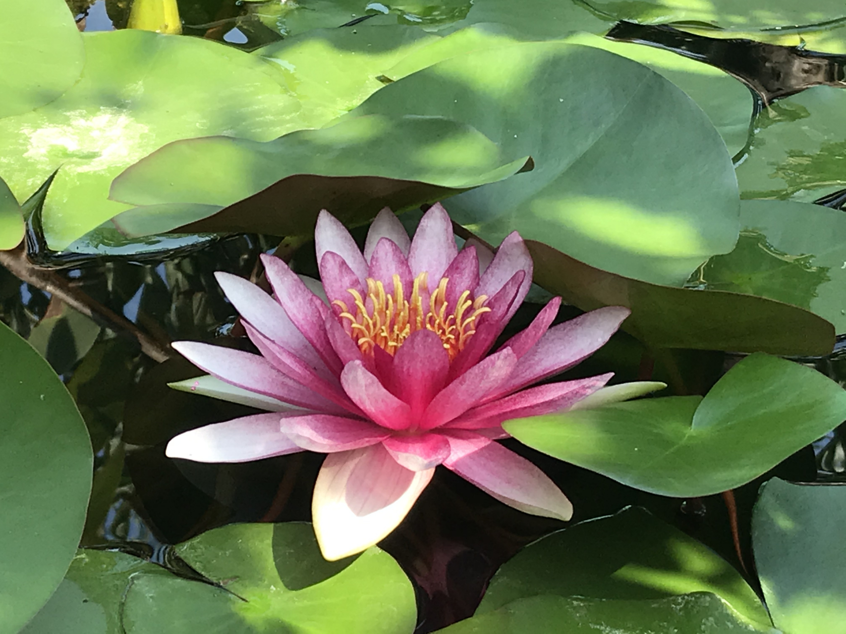 夏日的花:睡莲waterlily